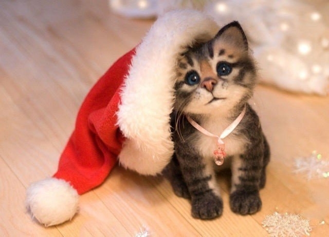 Котик