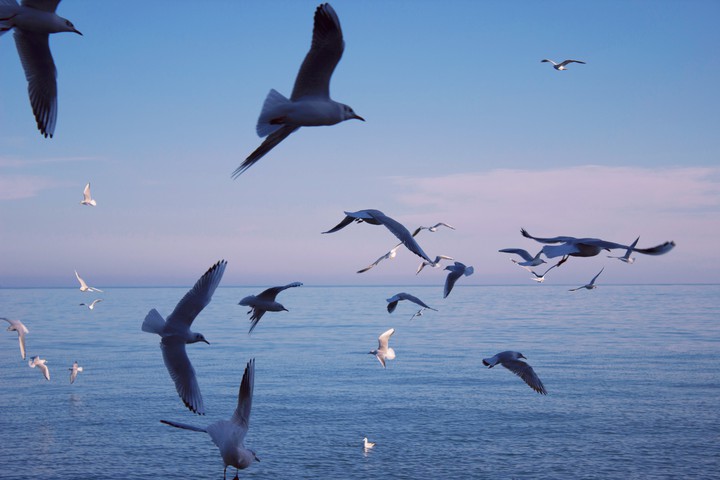seagulls