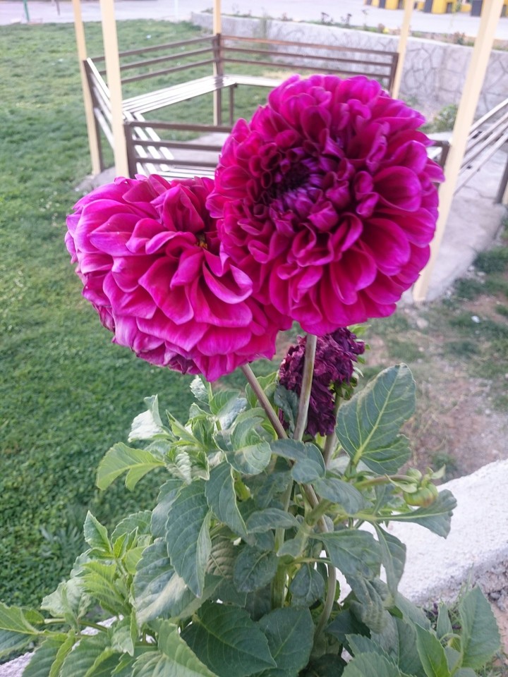 flower