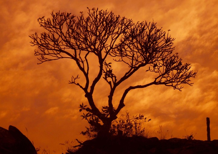 tree
