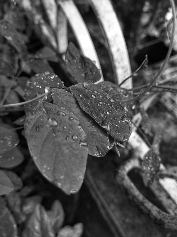 After rain