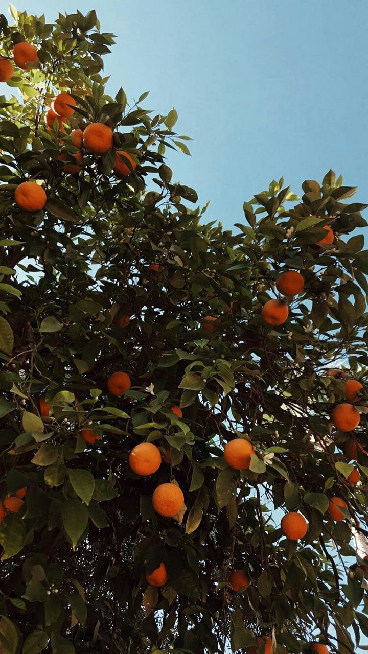 orange