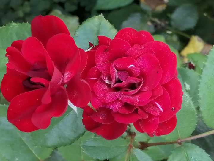 rose