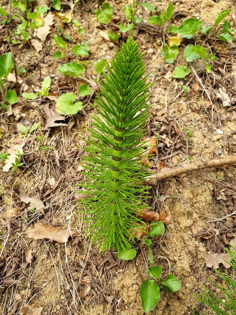 natura