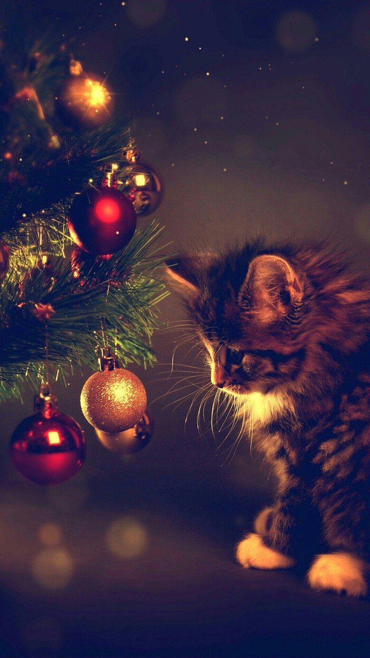 Cute Cat