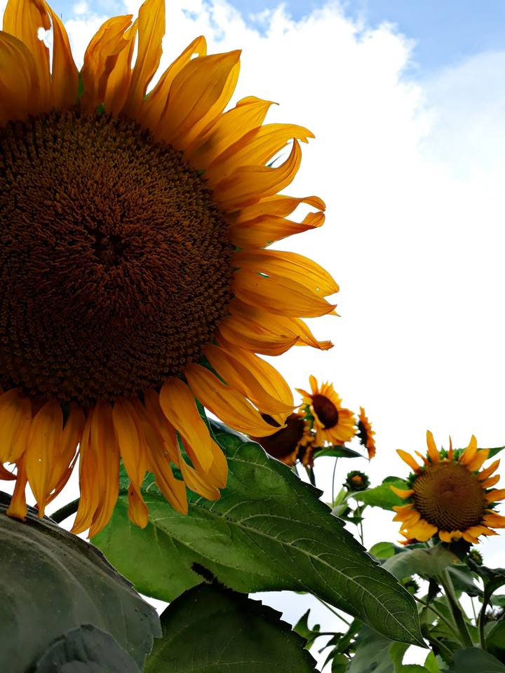 Sunflower