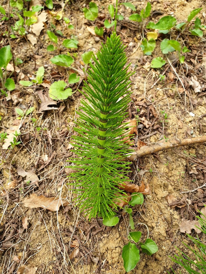 natura