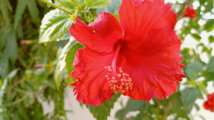 FLOWER 8