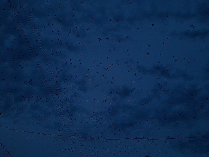 Crows
