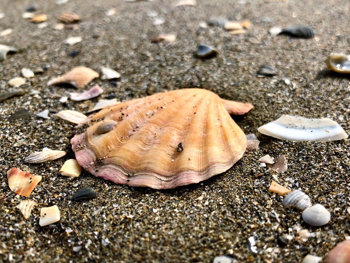 shell