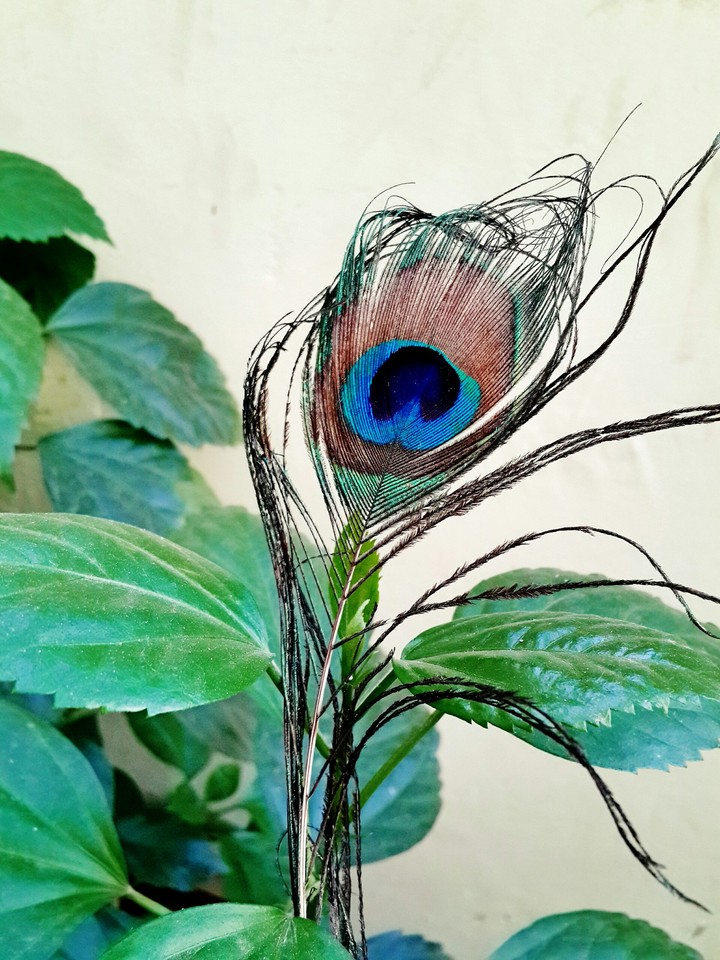 pEaCoCk FeaTHer