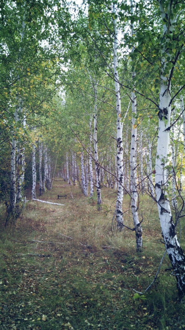 осенний лес