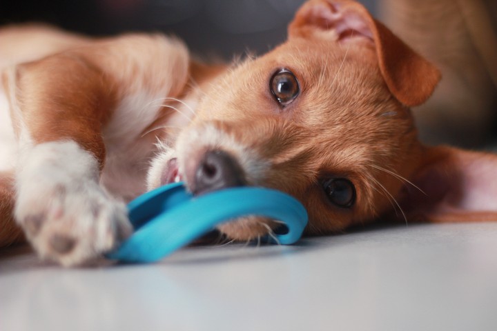 mascota kenai