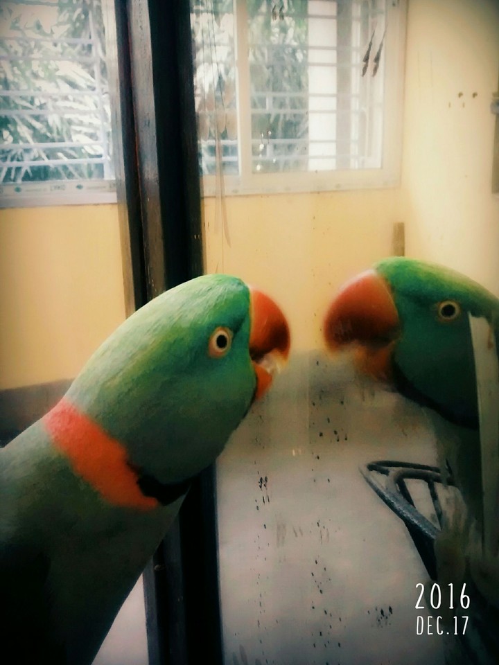 parrot