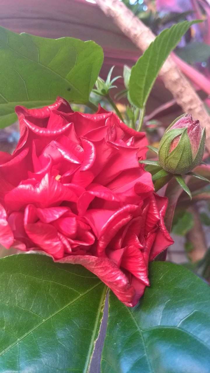 flor começando a abrir