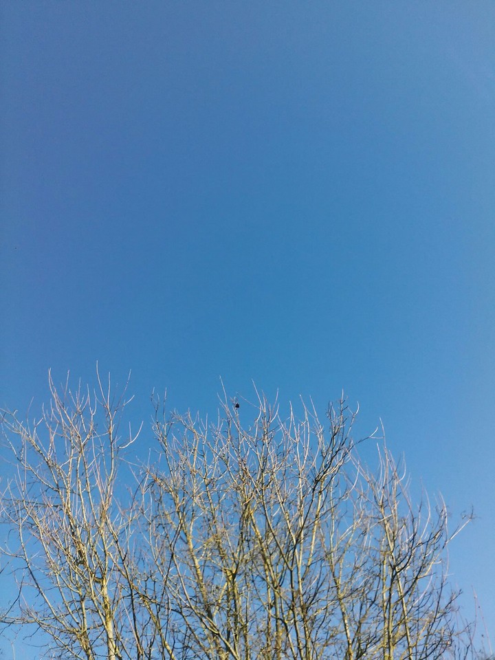 blue