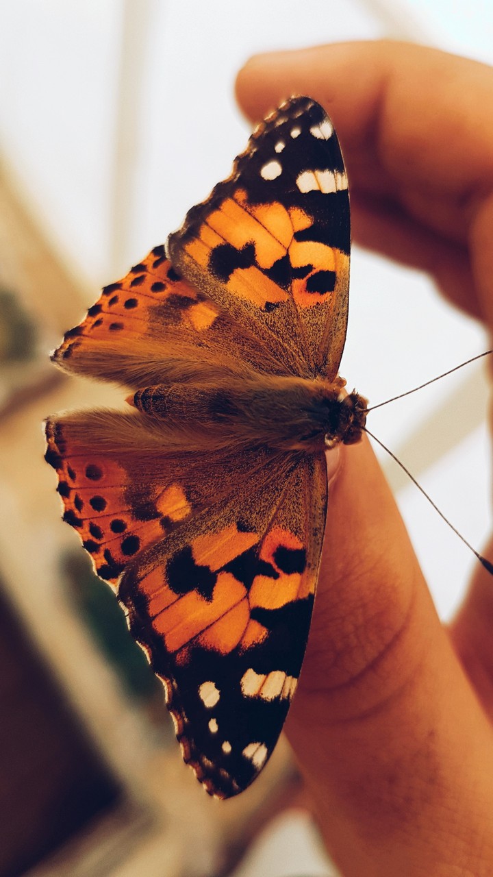 butterfly on my finger ^___^