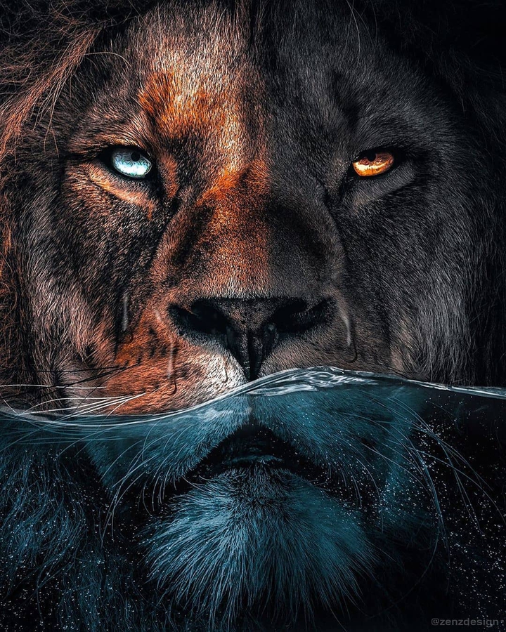 lion