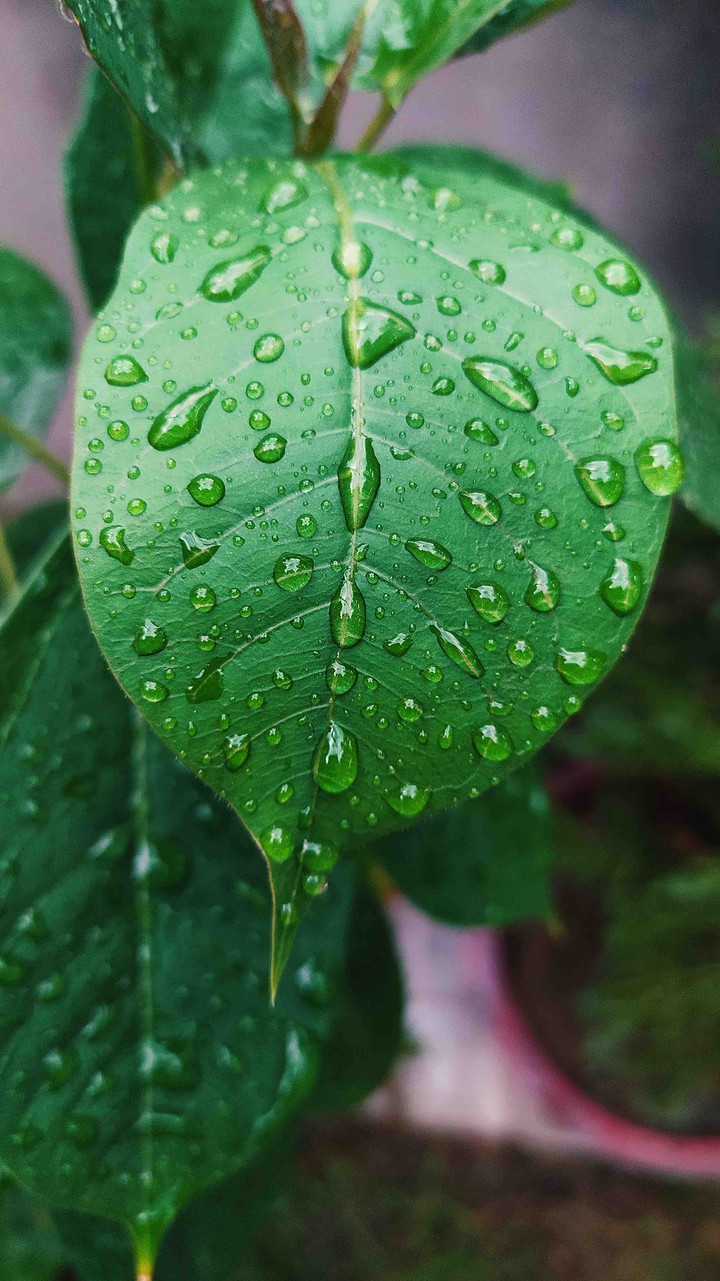 leaf