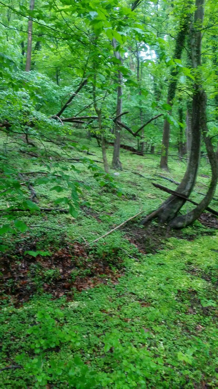 in the brush
