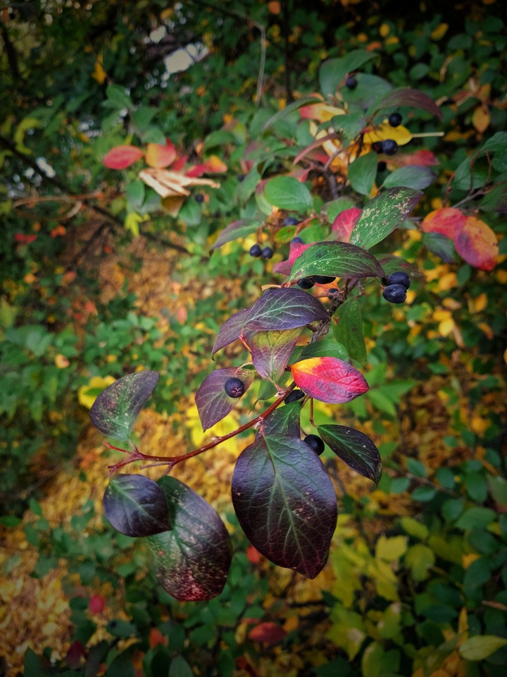 осень