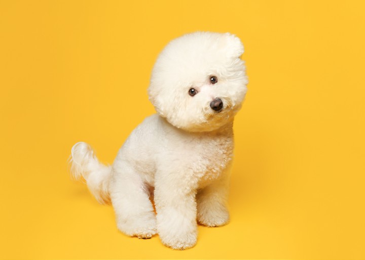 dog cute