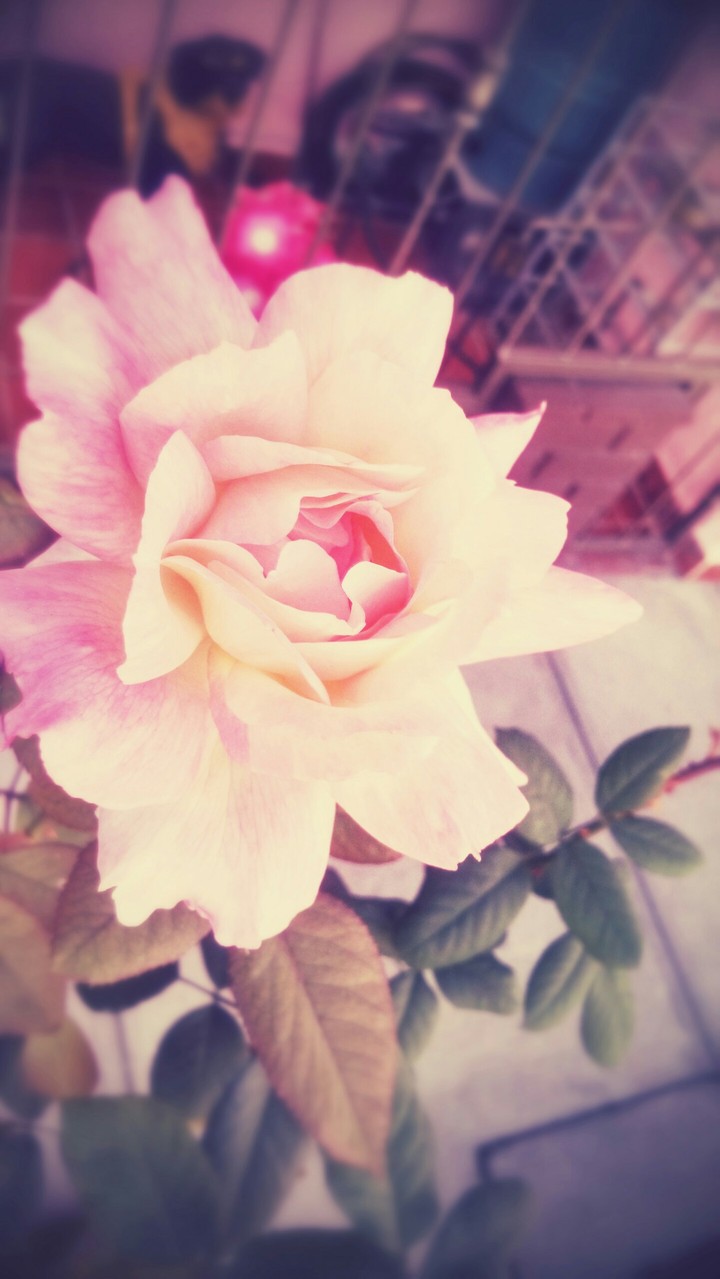 Flor