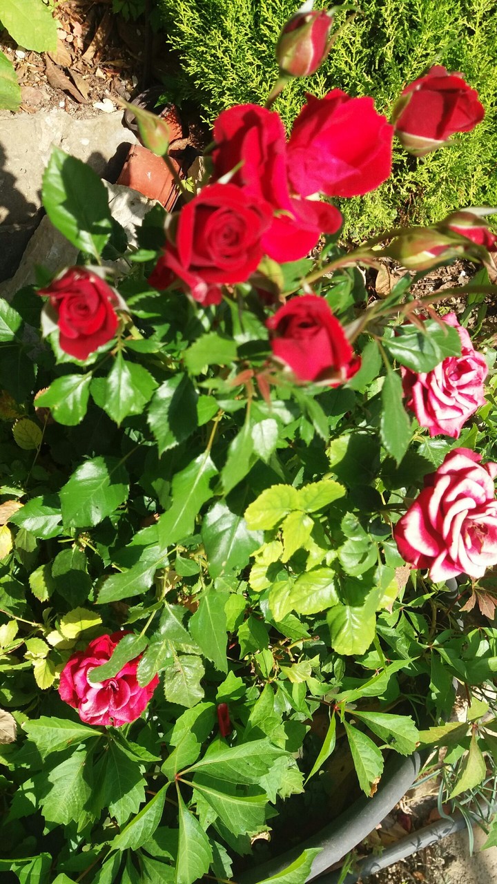 rose ...
