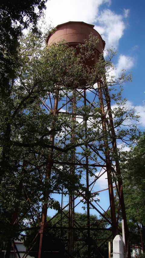 sfondi plant, trunk