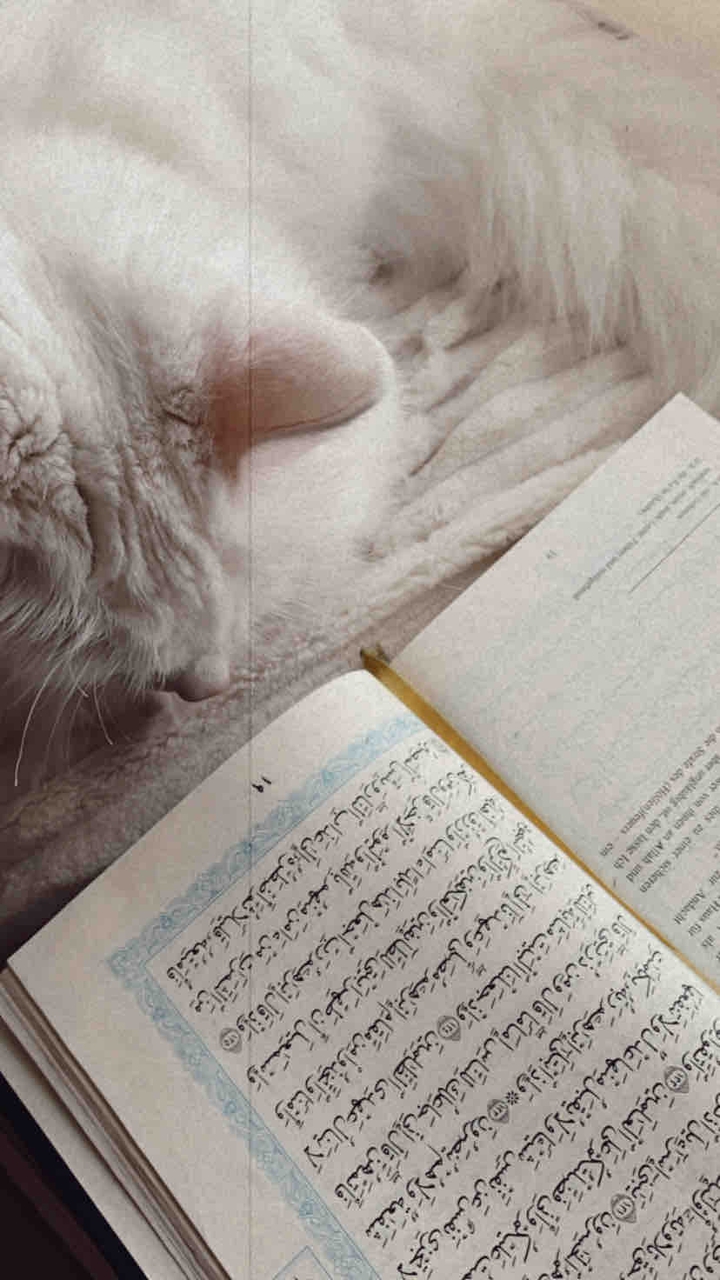 Cat reading Quran