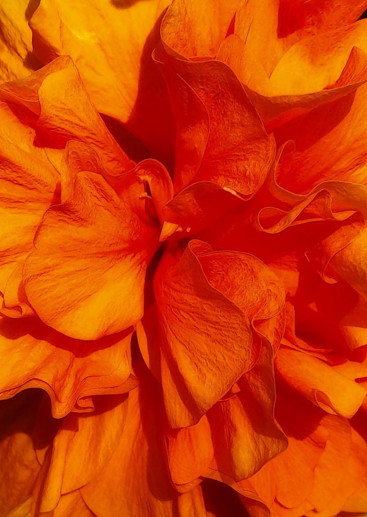 Hibiscus