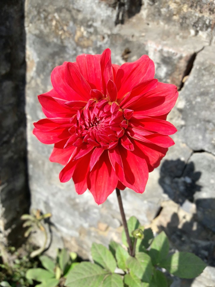Red flower