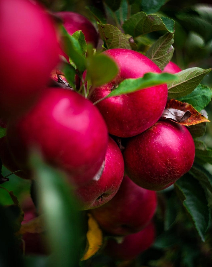 Red apple
