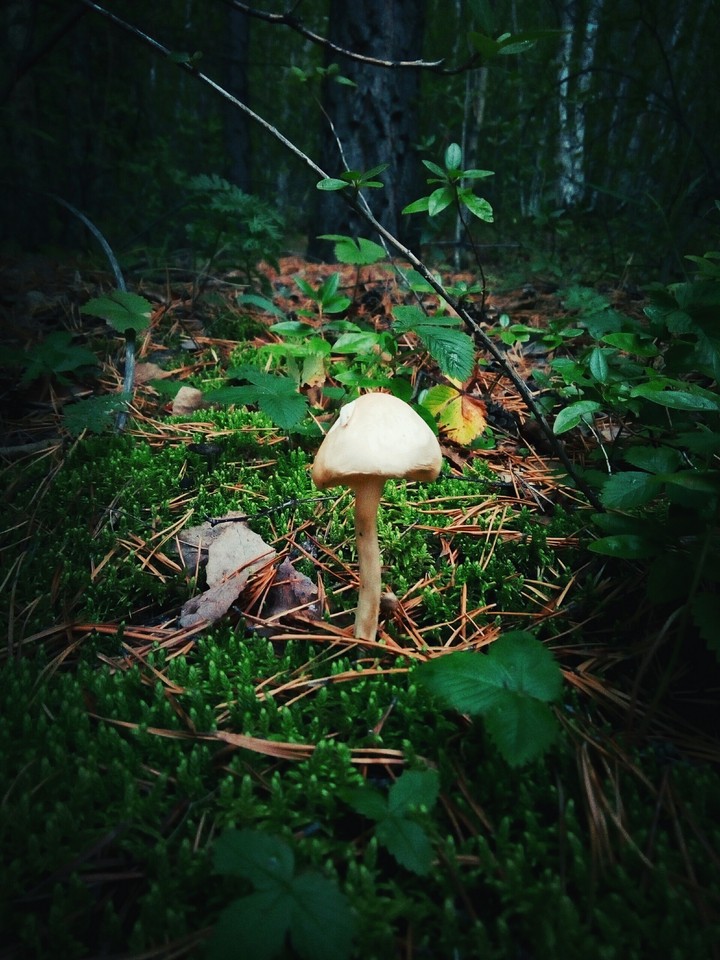 Mushroom in the mystery forest
