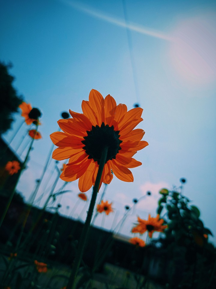 flowers