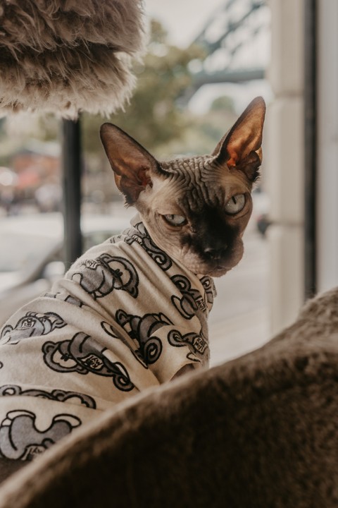 тапети whiskers, cat