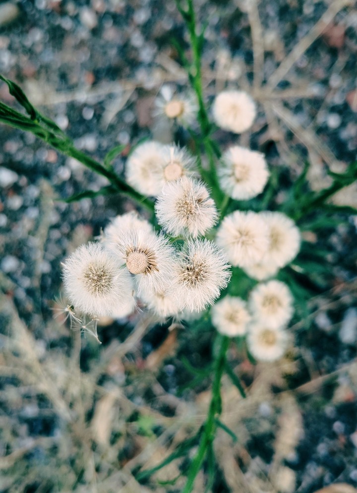 flowerheads