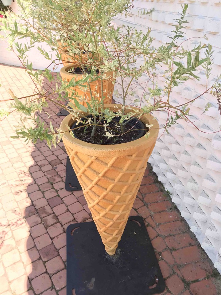 cone tree