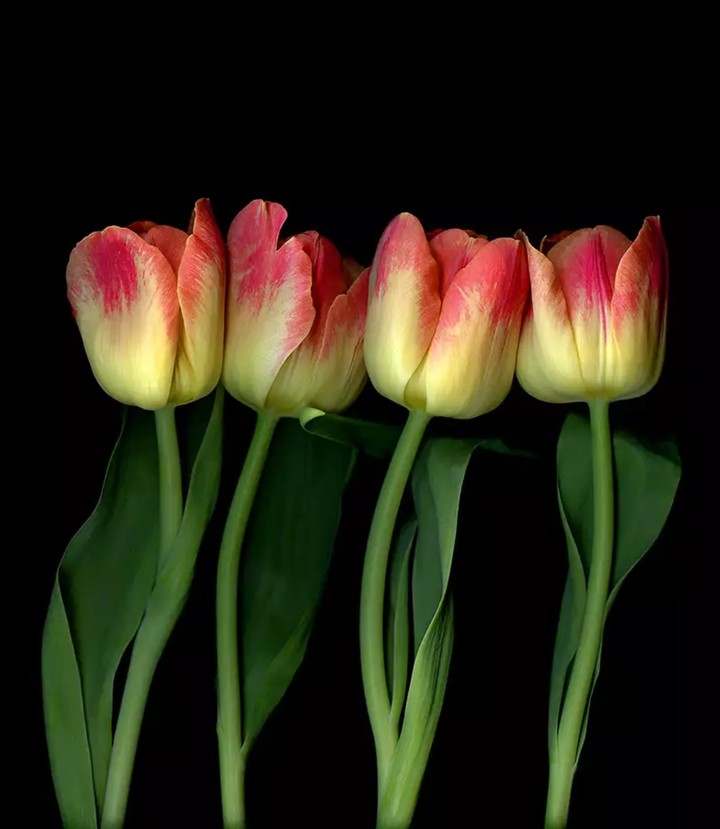 tulip