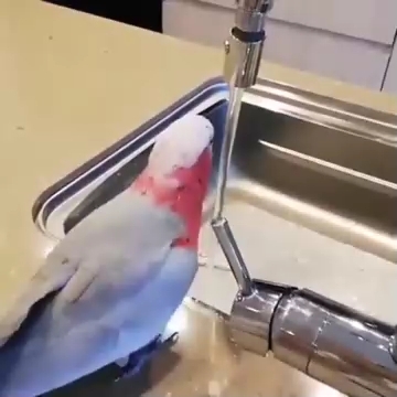 Попугай Кеша ❤️