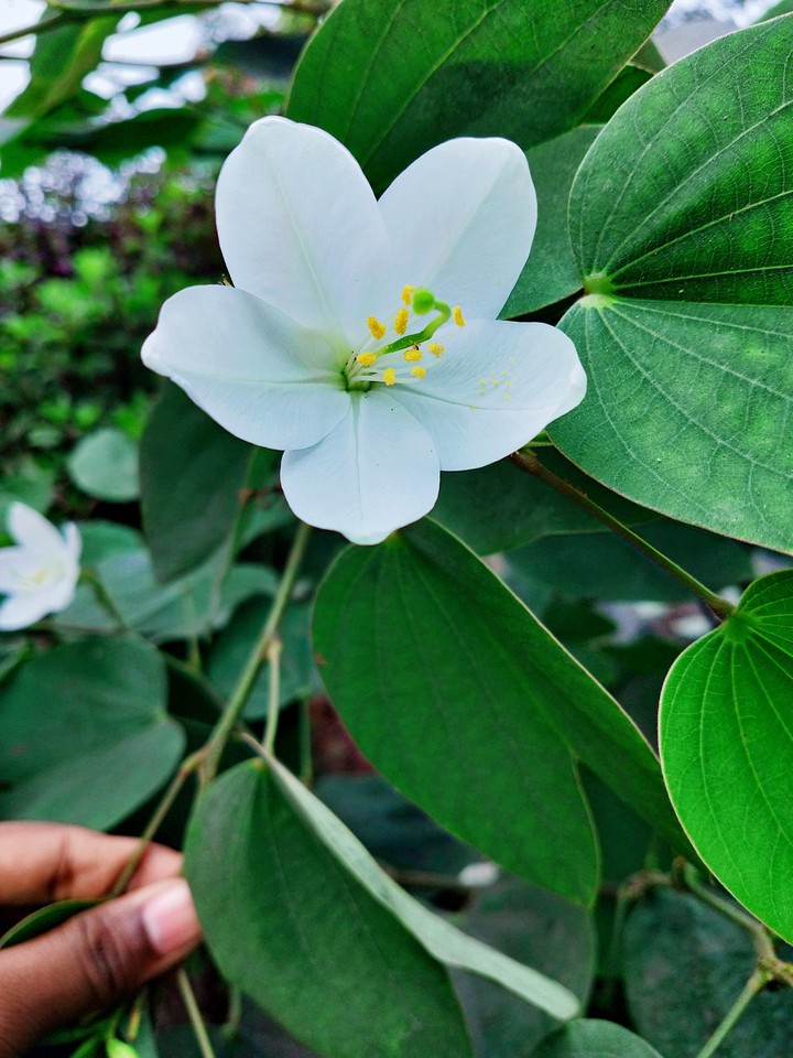 flowers