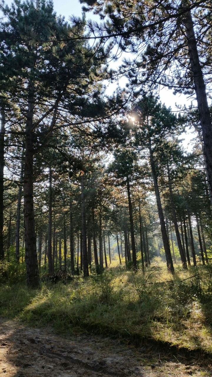 Forest life