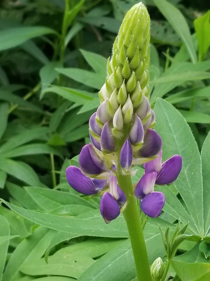 in the garden 1