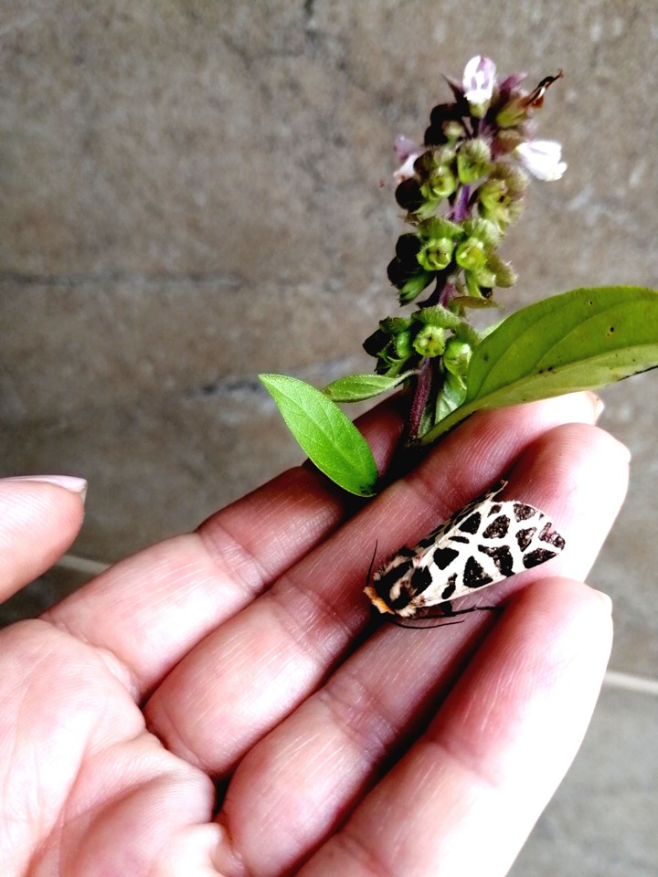 Little moth