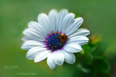 insect, photography Hintergrundbilder