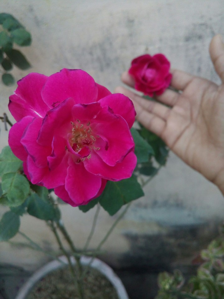 red rose