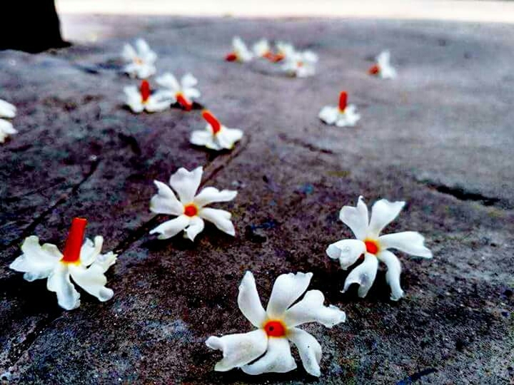 flowers