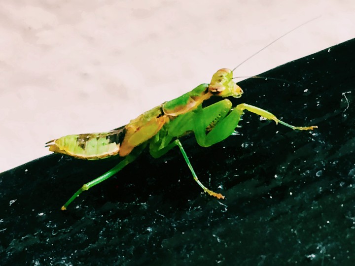 Mantis