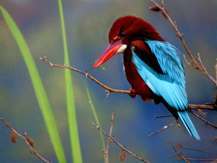 Kingfisher