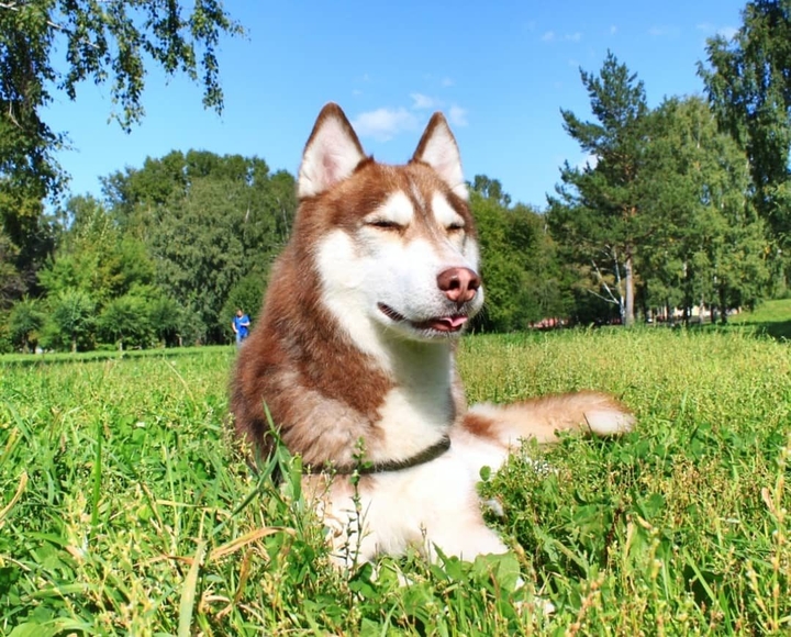 хаски